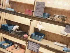 -猫爷宠物生活馆·撸猫馆