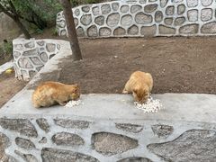-北京凤凰岭