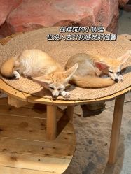 -Zoolung Zoolung动物主题公园(海信广场店)