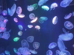 -海合安成都极地海洋公园