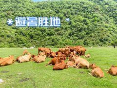 -狮子沟牧场