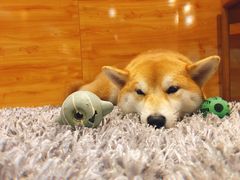 -柴务处·柴犬主题狗咖