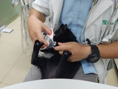 -瑞派动物医院·猫专科·至诚(江南中分院)