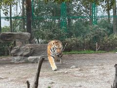 -上海野生动物园老虎餐厅