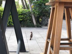 -星巴克(成都科学城店)