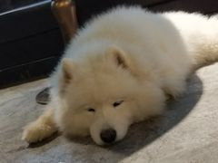 -more than meow吴止猫主题餐厅(承德 中船汇店)