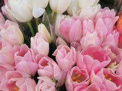 -溪岸路花鸟市场