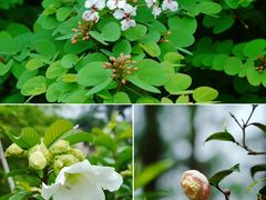 -中国科学院华南植物园