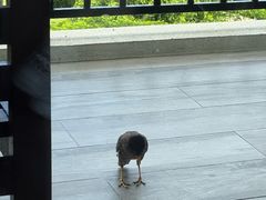 -三亚亚龙湾万豪度假酒店