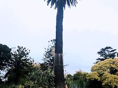 -墨尔本皇家植物园