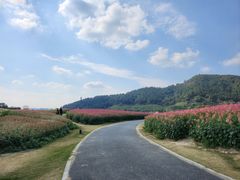 -径山花海