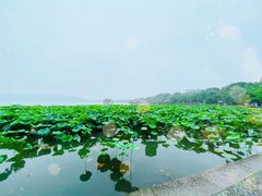 -西湖外事游船(花港观鱼码头)