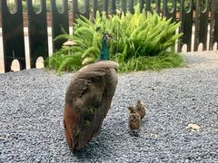 -J Create城市露营咖啡·简餐·宠物(上海动物园店)