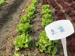 -前小桔亲子创意农场·草莓采摘·露营烧烤