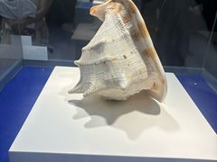 -贝壳王国博物馆