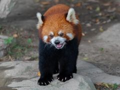 -上海野生动物园