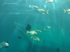 -瑞德姆美人鱼海底演艺主题餐厅(亚龙湾店)