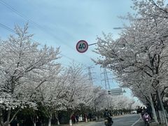 -高东镇樱花园