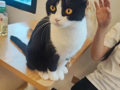 -有喵·猫咖·狗咖·30几只猫10只小狗(岗厦店)