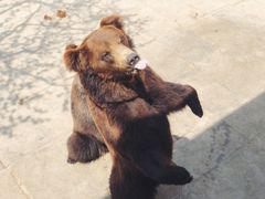 -西霞口神雕山野生动物世界