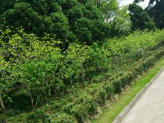 -上海市龙华烈士陵园