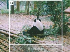 -成都大熊猫繁育研究基地
