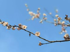 -中山市树木园