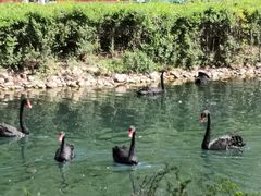 -长白岛森林公园