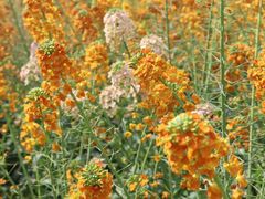 -中国天府农业博览园