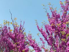 -海棠花溪(元大都城垣遗址公园)