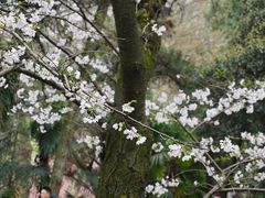-武汉大学-樱园