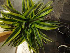 -瓦舍茶馆(聚源路店)