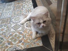 -more than meow吴止猫主题餐厅(承德 中船汇店)