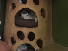 -猫猫幼稚园·撸猫·桌游·电玩