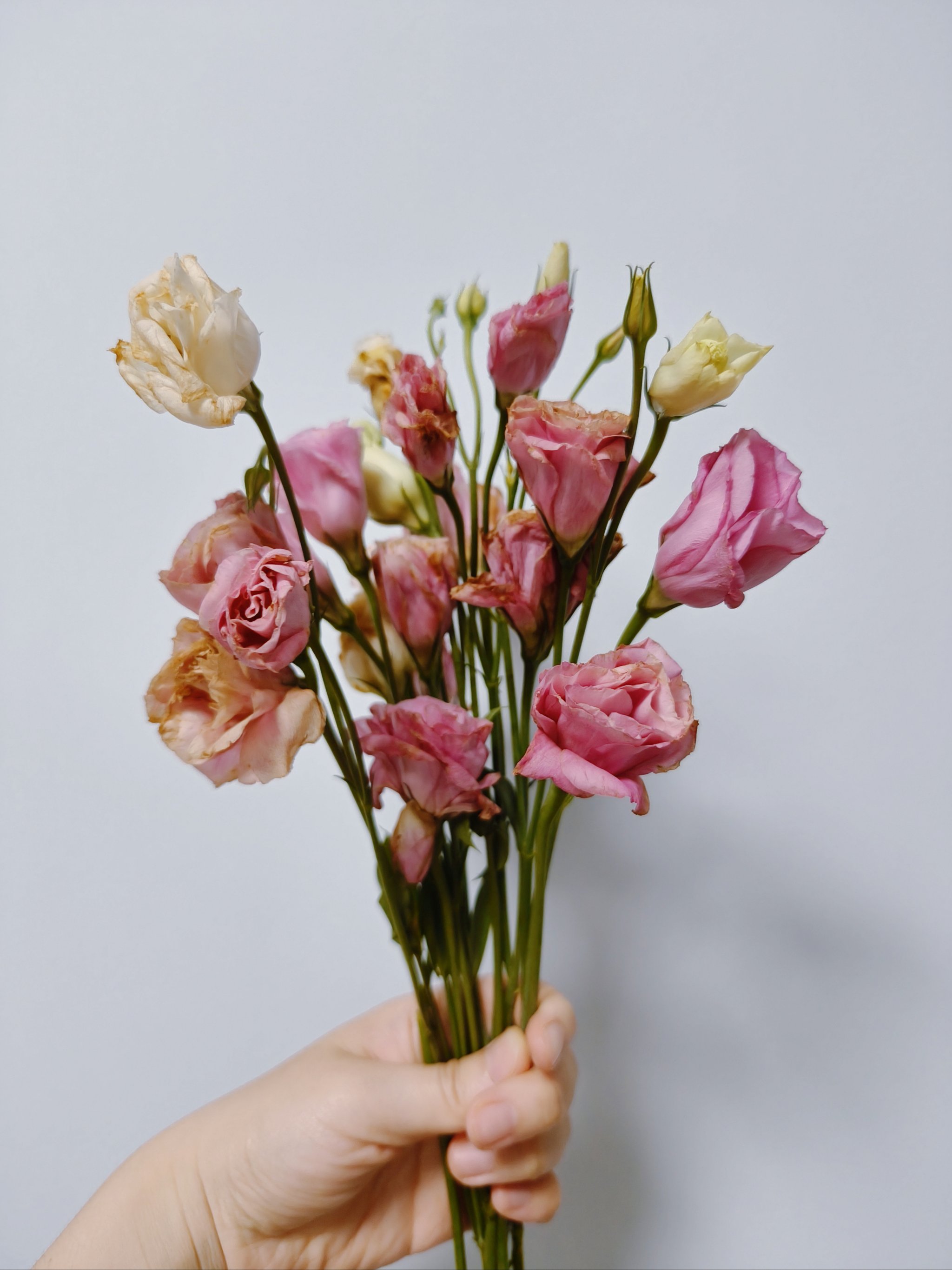 洋桔梗的花语:真诚不变的爱