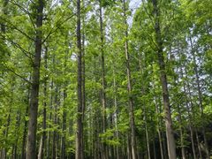 -洛阳市隋唐城遗址植物园