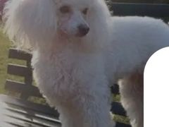 -贝贝宠物乐园(常青花园店)