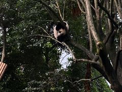 -成都大熊猫繁育研究基地