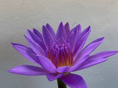 -红色湘菜馆(春风店)