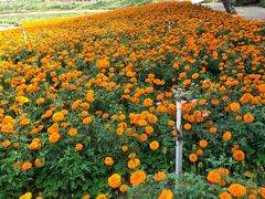 -松山湖梦幻百花洲