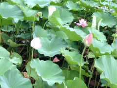 -紫竹院公园冰场
