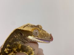 -酷以爬仙阁实体爬宠店·守宫·蜥蜴·专业繁育