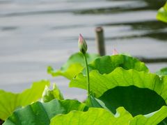 -荔湾湖公园