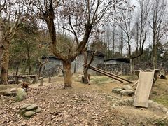 -都江堰中华大熊猫苑