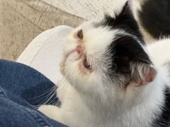 -藏猫猫咖啡主题馆(中央大道店)