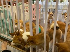 -柯斗斗主题餐厅·狗咖·围炉煮茶·茶饮(国瑞升平里店)