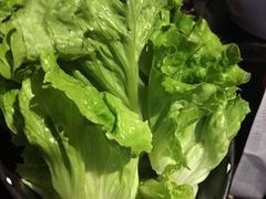 有机生菜-九鼎轩火锅大排挡