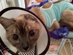 -北京观赏动物医院·24小时大型综合·猫专科·异宠专科