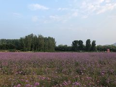 -北京东方普罗旺斯薰衣草庄园