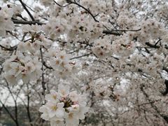 -苏州上方山国家森林公园